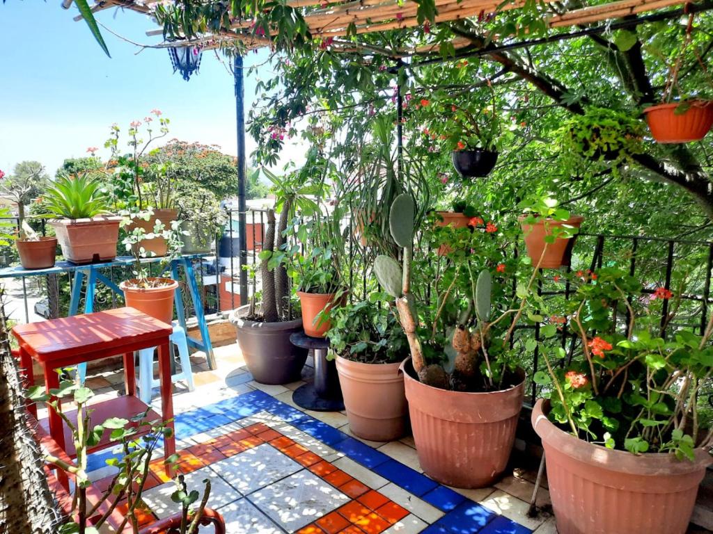 a bunch of potted plants in pots on a balcony at La Terraza del Pochote in Oaxaca City