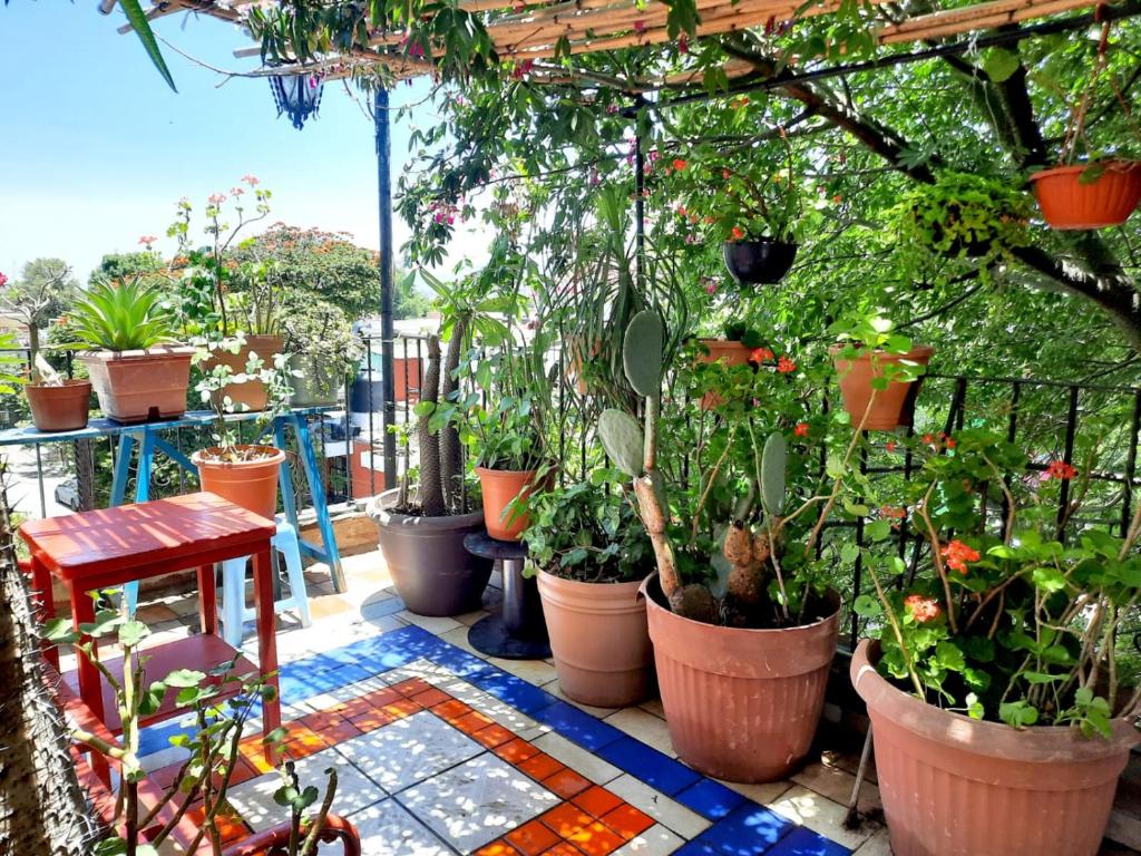 Hotel La Terraza del Pochote, a bunch of potted plants in pots on a balcony at La Terraza del Pochote in Oaxaca City