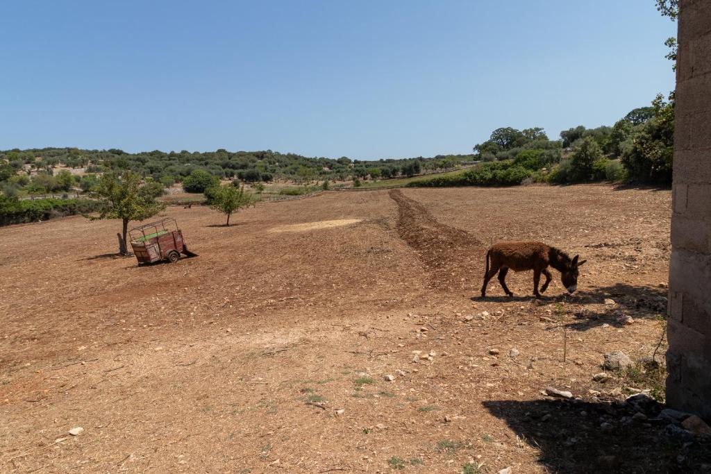 Kép Intero apt Trullo Colle Specchia szállásáról Cisterninóban a galériában