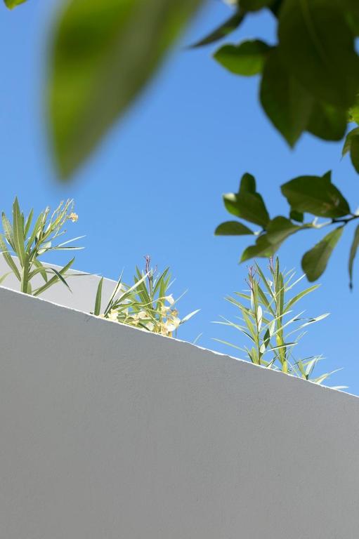 a view of the top of a white wall with plants at Acave Santorini Suites in Vóthon