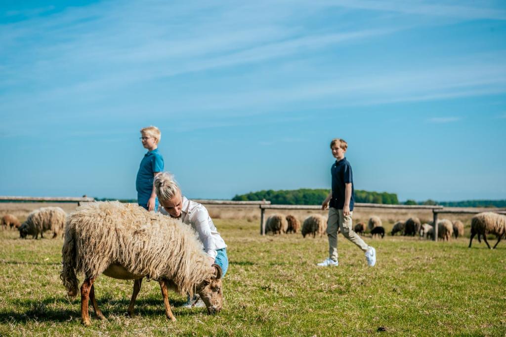 Zvířata v prázdninového areálu nebo okolí