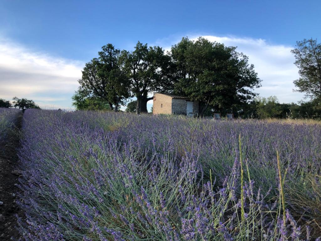 een veld lavendel met een huis op de achtergrond bij Cabanon du berger in Saignon