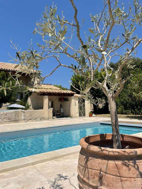 un arbre dans un pot à côté d'une piscine dans l'établissement Le mas de Marie, à Taulignan