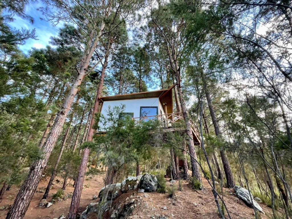 a tree house in the middle of the forest at Casita colgada "Can Lia" in La Guancha