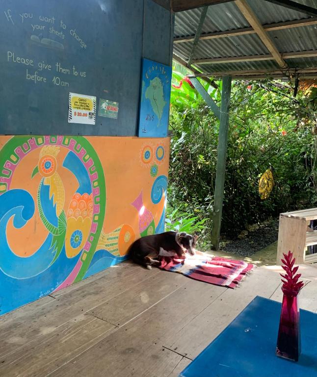 Galería fotográfica de Surf Camp en Bocas del Toro