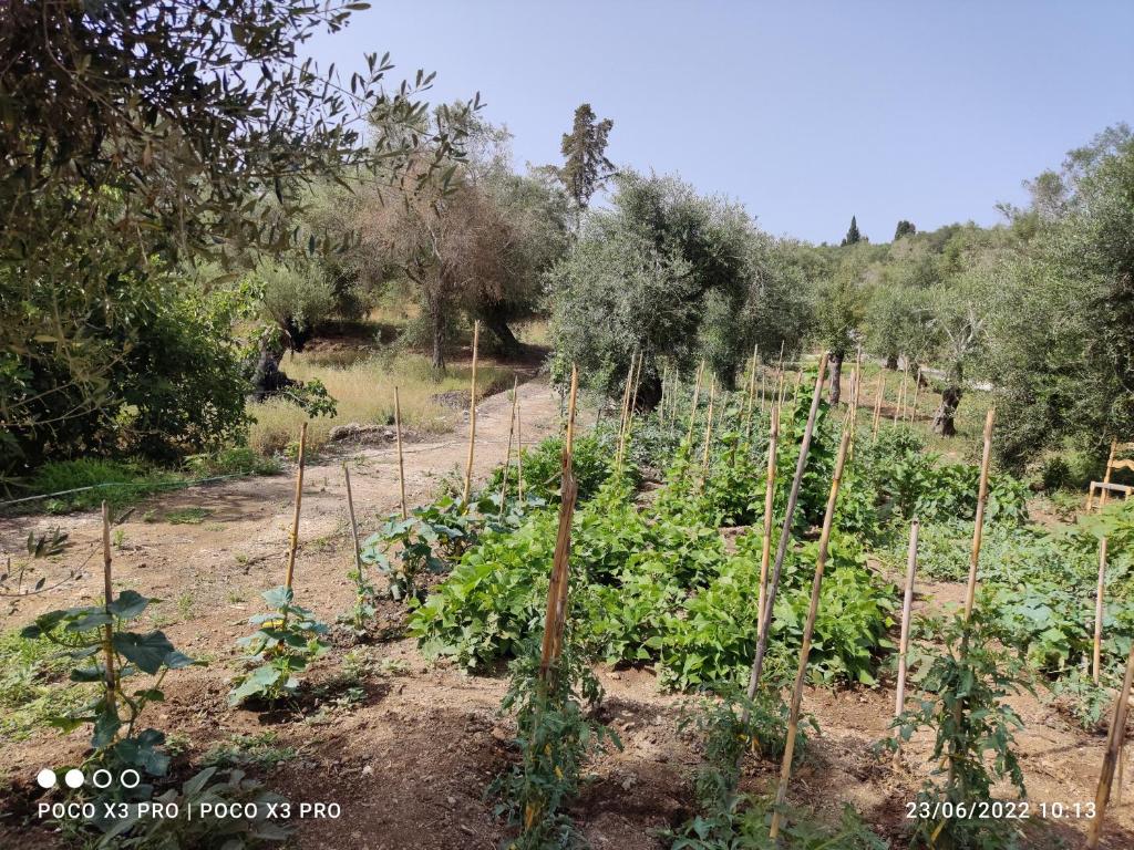 Zahrada ubytování CORFU OASIS studio