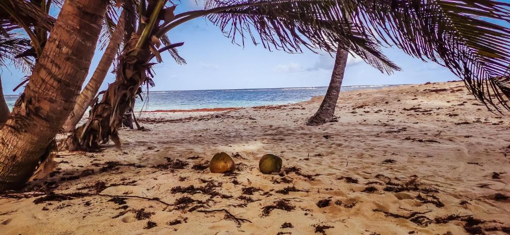 two coconuts in the sand on a beach at Mabouya in Le Vauclin