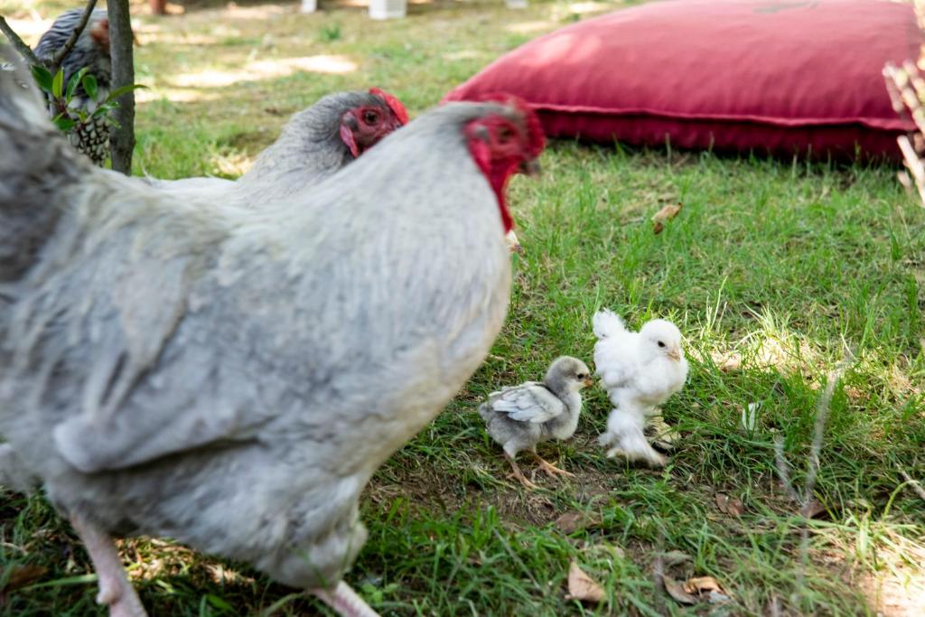 a chicken and two chicks standing in the grass at Fener Motel in Şile