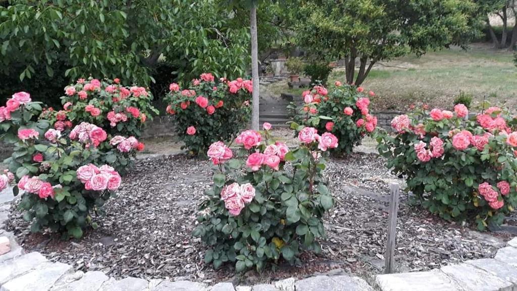Vonkajšia záhrada v ubytovaní Agriturismo Camera Rosa
