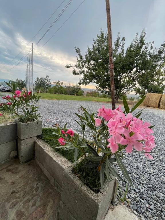 Zahrada ubytování Wineyards Salin