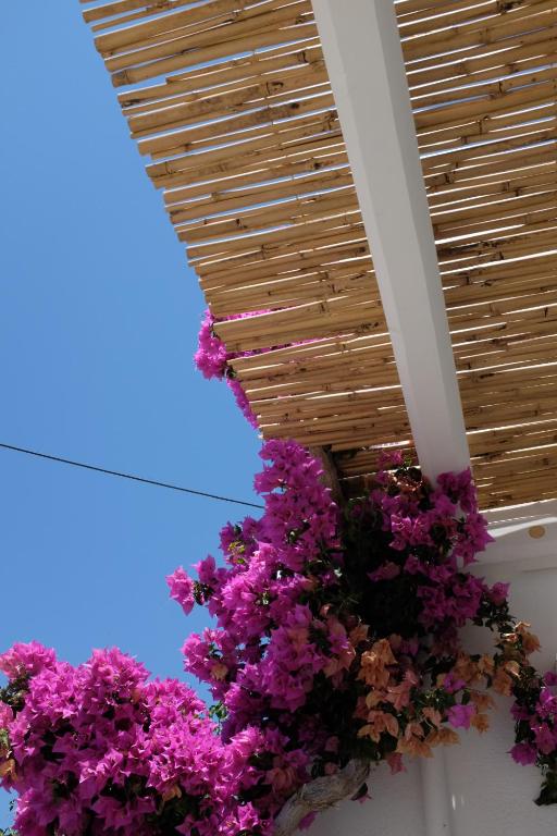Fotografie z fotogalerie ubytování ARK Tinos v destinaci Agios Ioannis