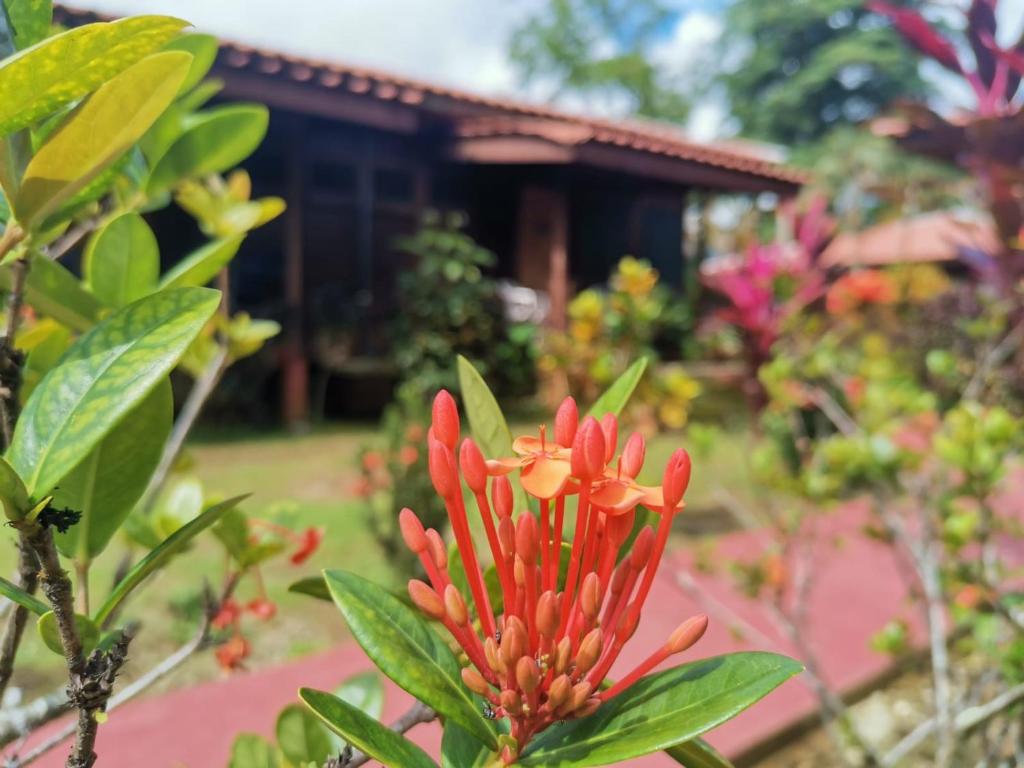 a red flower in front of a house at Hotel Canto de Ballenas in Uvita