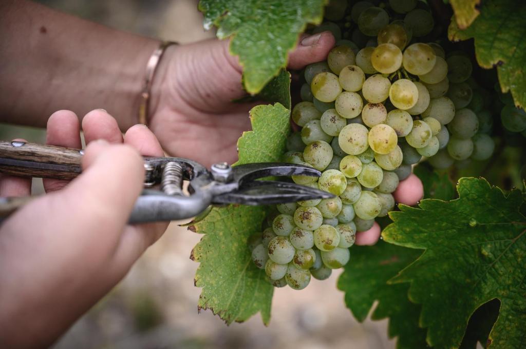 a person is holding a bunch of grapes at Vignoble Château Piéguë - winery in Rochefort-sur-Loire