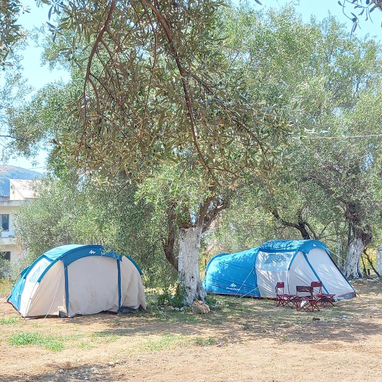 Olive Camping - Imazhi 8