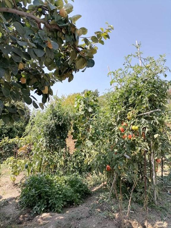 a group of fruit trees in a field at Alexandra's Studios in Kechria