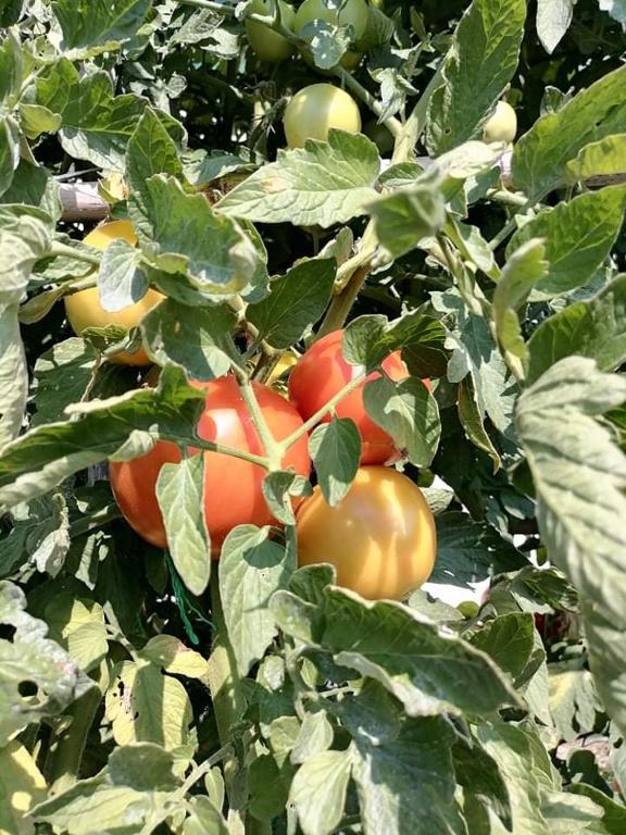 a bunch of tomatoes growing on a plant at Alexandra's Studios in Kechria