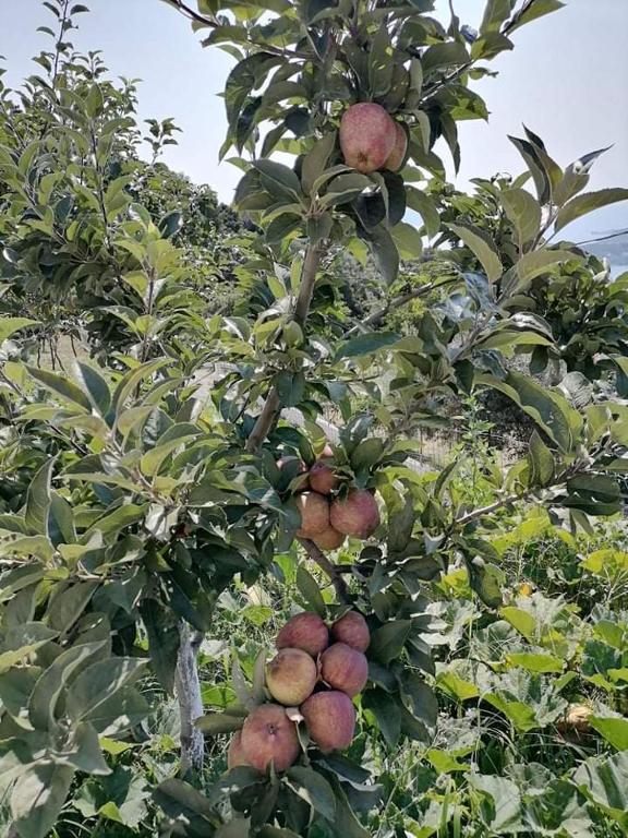 a bunch of apples on a tree in a field at Alexandra's Studios in Kechria