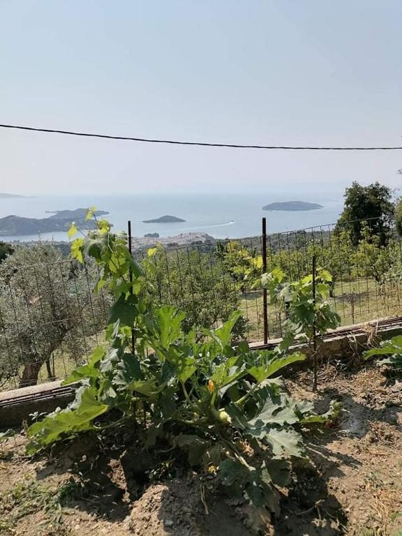 a green plant in a garden with a view at Alexandra's Studios in Kechria
