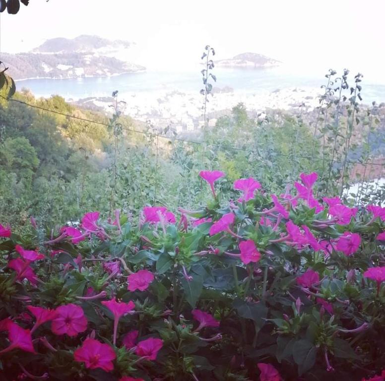 a bush of pink flowers with a view of the ocean at Alexandra's Studios in Kechria