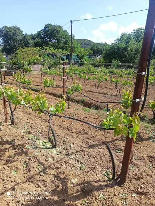 Zahrada ubytování Vineyard of Valta