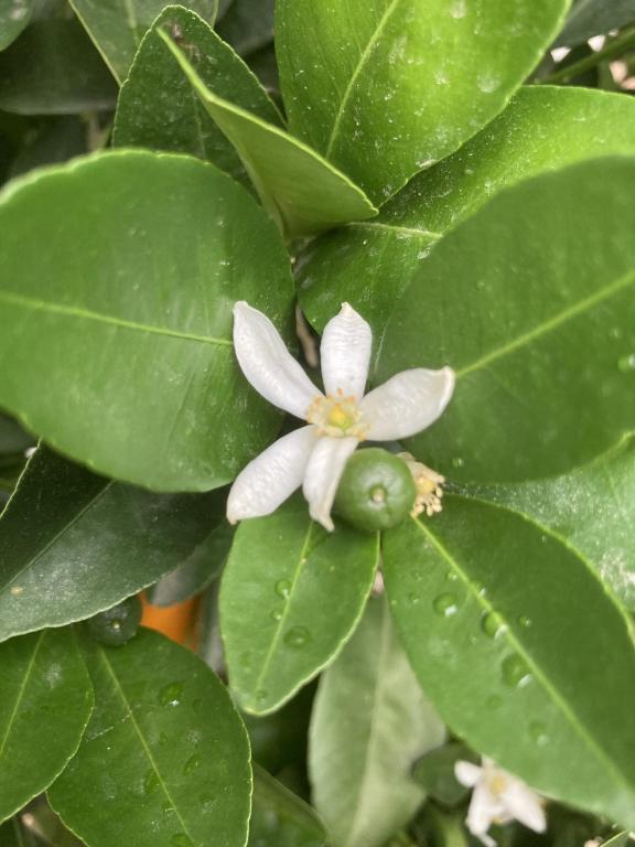 a white flower on a green leafy plant at La Maison du Cocher - Chambre indépendante climatisée en Hypercentre - Lit Queen Size in Angers