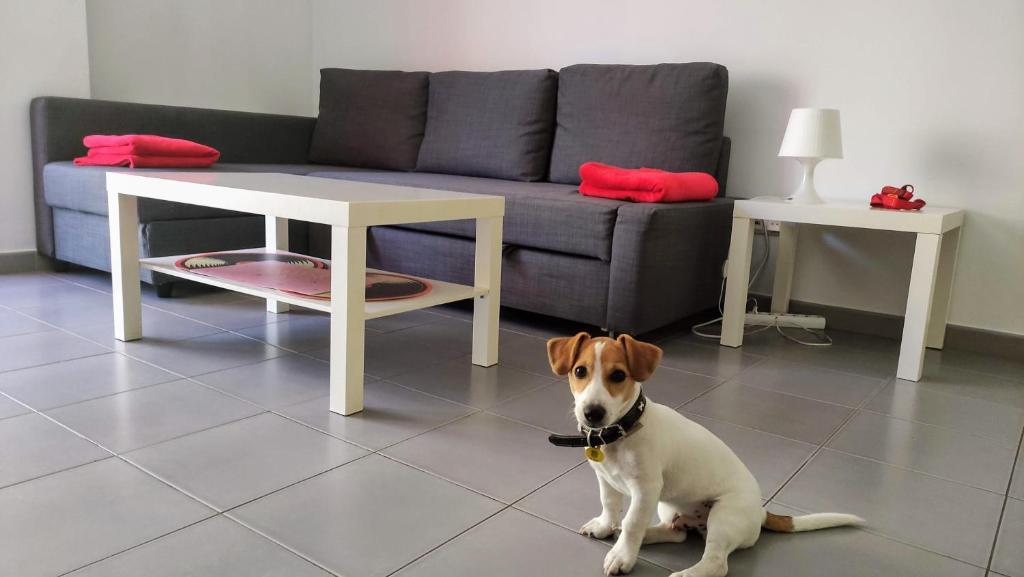 a dog sitting on the floor in a living room at SUITEDREAMS - Feixa 41 in Andorra la Vella