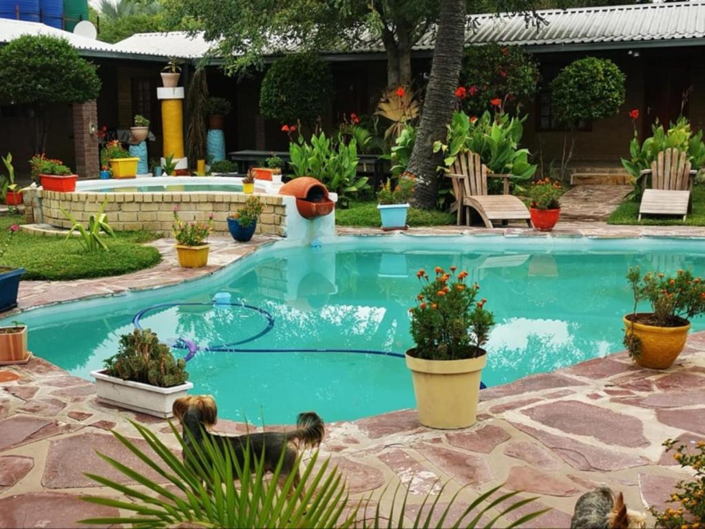 a swimming pool in a yard with potted plants at Palmeiras Lodge Oshikango in Oshikango