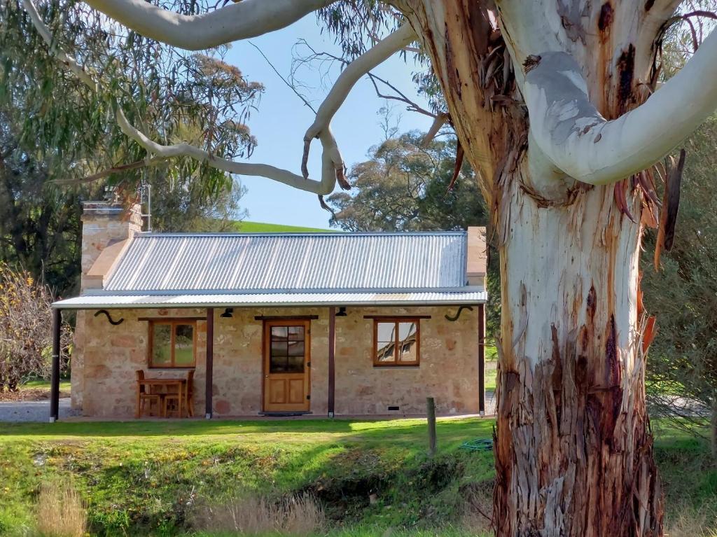 a tree in front of a house at Bungaree Station in Clare