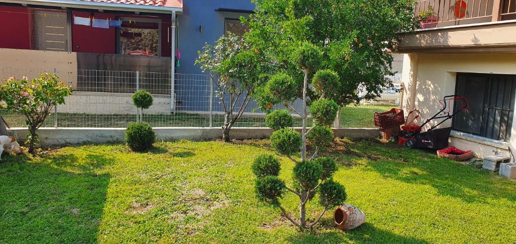 A garden outside Chris rooms