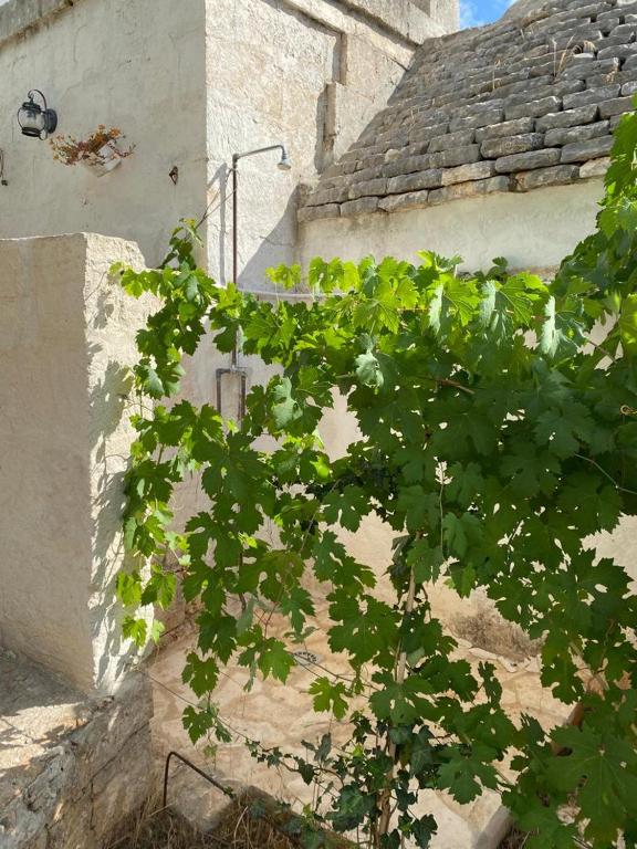 Fotografie z fotogalerie ubytování Casa GianRè v destinaci Monopoli