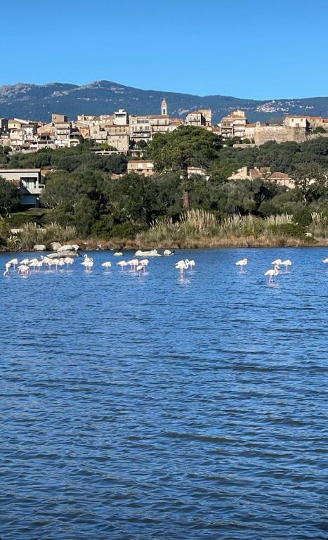 un groupe de flamants debout dans l'eau dans l'établissement Luxe et Confort à Porto-Vecchio, à Porto-Vecchio