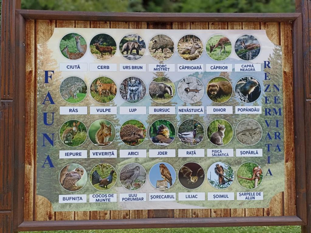 Imagen de la galería de Montana Slănic, en Slănic-Moldova