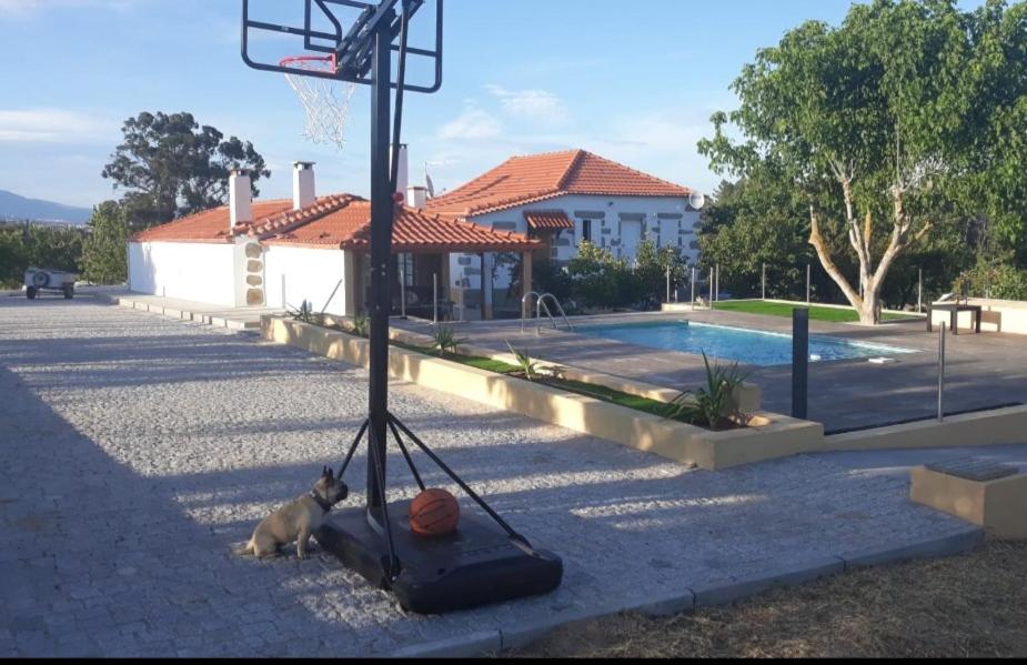 Un cane è seduto accanto a un canestro da basket di Quinta Lameira do Vale a Fundão