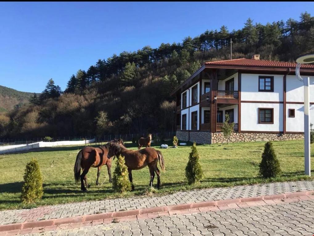 dos caballos parados en un campo frente a una casa en Mengen Rüya Çiftliği, en Babahızır