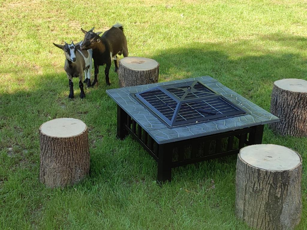 Zvieratá v luxusnom stane alebo blízkom okolí