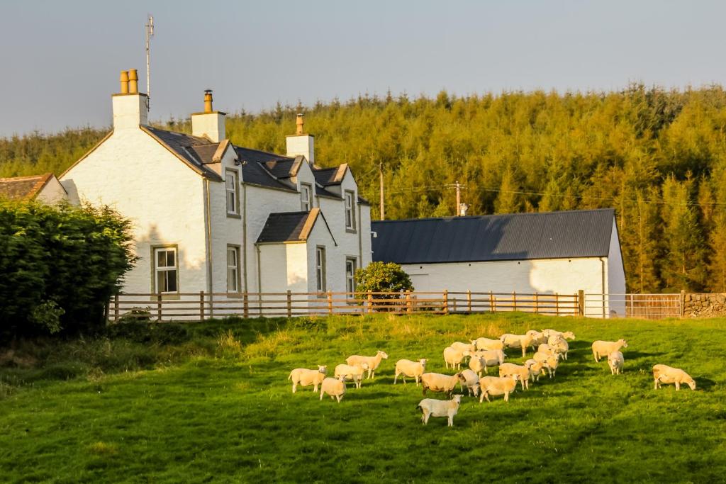 a herd of sheep grazing in a field in front of a house at Diamonds Laggan in Castle Douglas