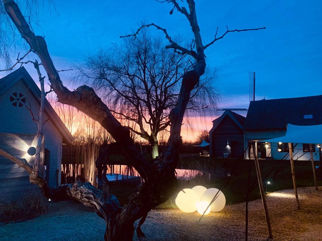 a tree in front of a house with lights at B&amp;B Leonie in Alveringem