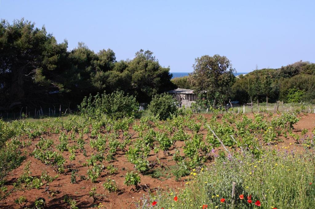 a field filled with lots of plants at Seaside secluded apartments Cove Blaca, Mljet - 615 in Saplunara