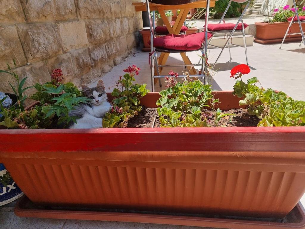 Fotografie z fotogalerie ubytování Rainbow Guest House v destinaci Amman