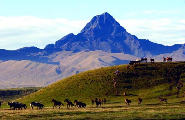 a herd of horses on a hill with a mountain at Hacienda Yanahurco in Del Salitre