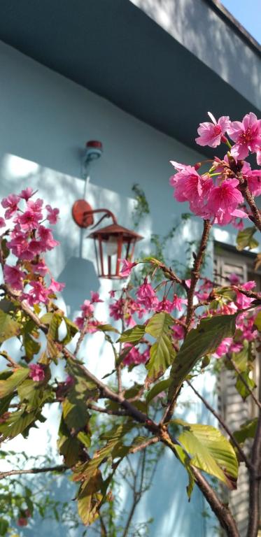 einen Baum mit rosa Blumen vor einem Gebäude in der Unterkunft Micasa Hostel - Congonhas in São Paulo