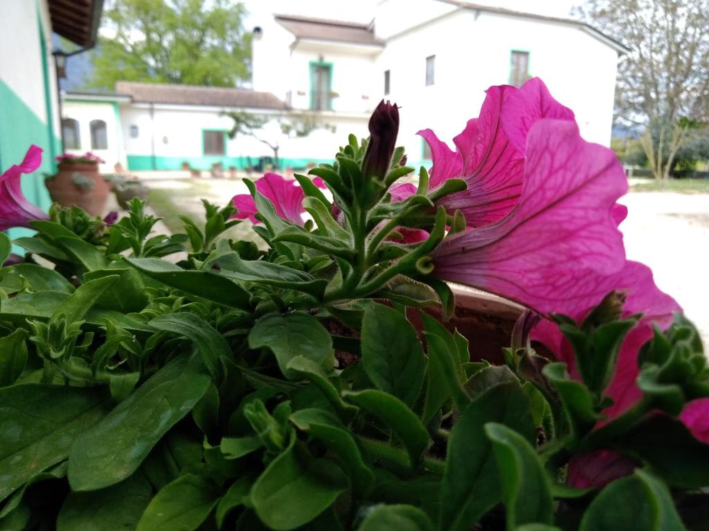 Ogród w obiekcie AZIENDA AGRITURISTICA LA VECCHIA QUERCIA