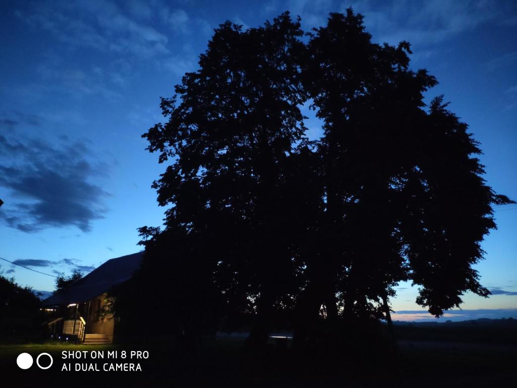 een silhouet van een boom in het donker bij Wielka Lipa 