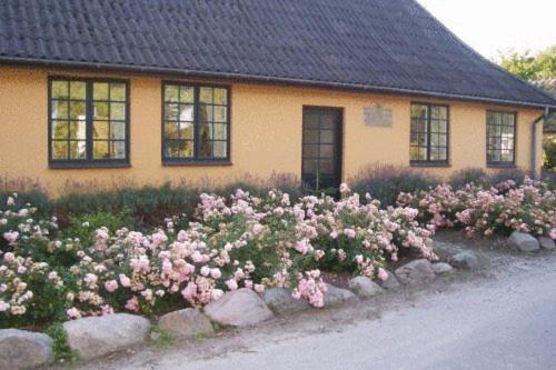 Dyrlev Bed & Breakfast في براستو: حفنة من الورد الزهري أمام المنزل