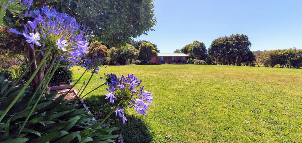 a field with purple flowers and a house in the background at Buln Buln Cabins in Yanakie