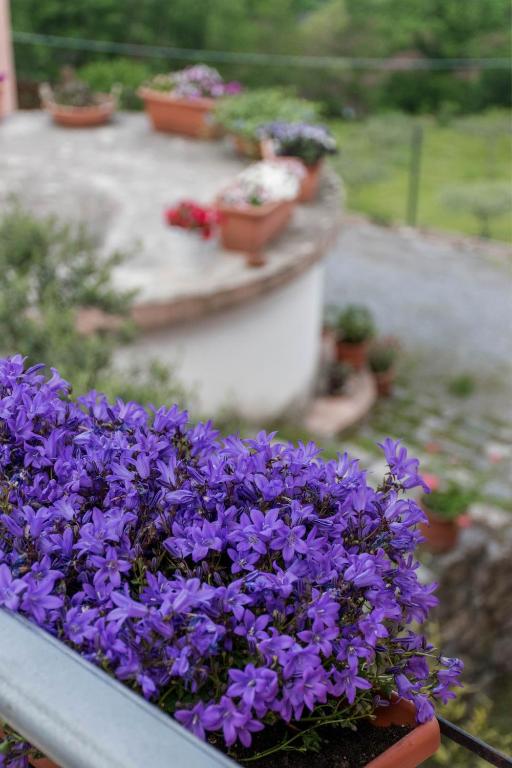 Zahrada ubytování Agriturismo Terrerosse Di Massadita