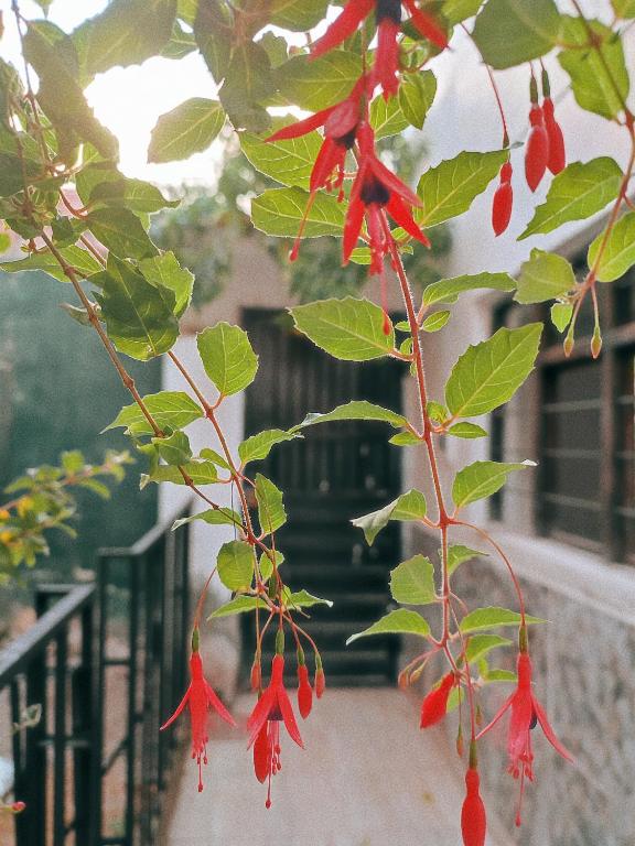 a branch of a tree with red flowers on it at ENEDE HOSTEL in Cusco
