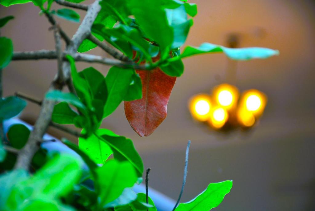 Malaiya Homestay - Grandeur Living Experience - One-Bedroom Villa