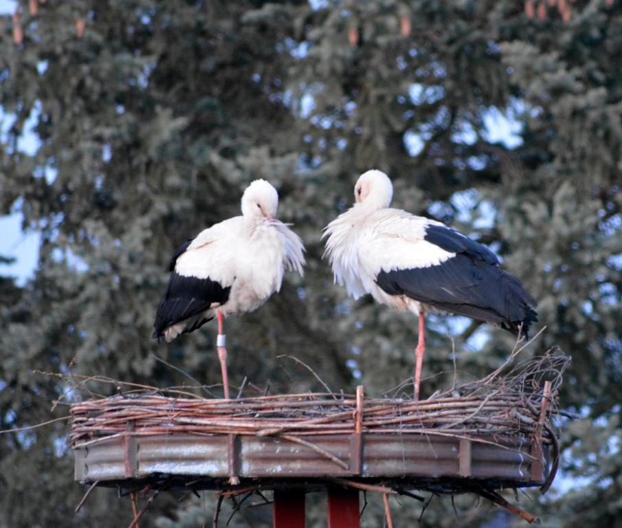 two birds standing on top of a nest at Ferienwohnung am Storchennest in Burkau in Burkau