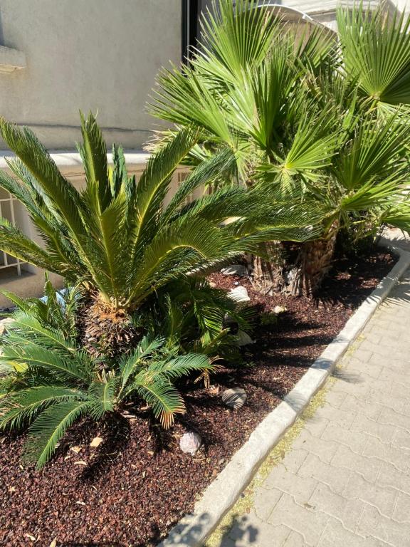 une rangée de palmiers devant un bâtiment dans l'établissement Casa Cacao près plage et vélodrome, à Marseille
